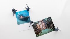 Köpek Balığı Magnet Dolap Süsü