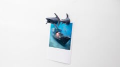 Köpek Balığı Magnet Dolap Süsü Gri