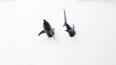 Köpek Balığı Magnet Dolap Süsü Gri