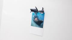 Köpek Balığı Magnet Dolap Süsü Karışık