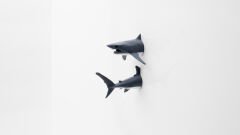 Köpek Balığı Magnet Dolap Süsü Karışık