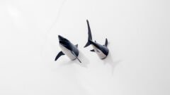 Köpek Balığı Magnet Dolap Süsü Karışık